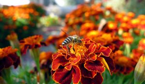 Preview wallpaper flower, bee, pollination, insect, meadow