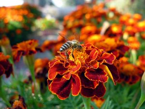 Preview wallpaper flower, bee, pollination, insect, meadow