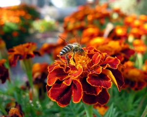 Preview wallpaper flower, bee, pollination, insect, meadow