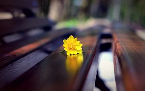 Preview wallpaper flower, bench, close-up