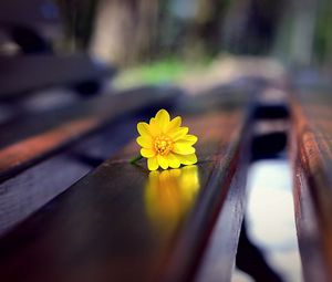 Preview wallpaper flower, bench, close-up