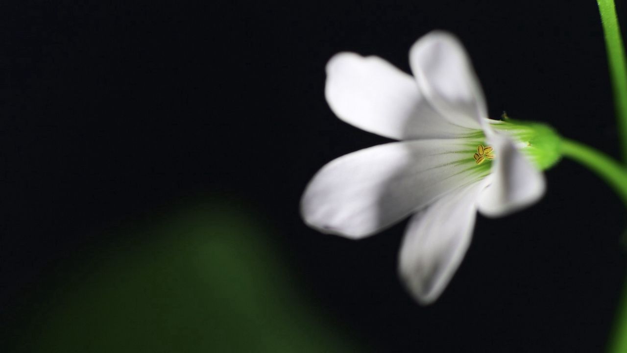 Wallpaper flower, black background, stem, petals