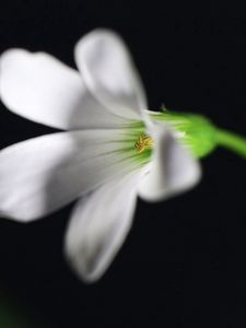 Preview wallpaper flower, black background, stem, petals