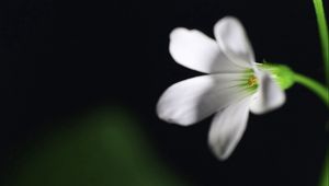 Preview wallpaper flower, black background, stem, petals