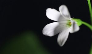 Preview wallpaper flower, black background, stem, petals