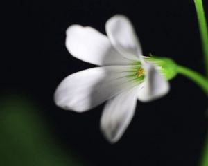 Preview wallpaper flower, black background, stem, petals