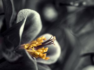 Preview wallpaper flower, black white, gray, yellow