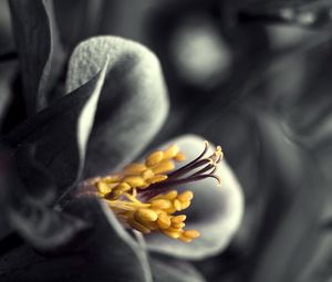 Preview wallpaper flower, black white, gray, yellow