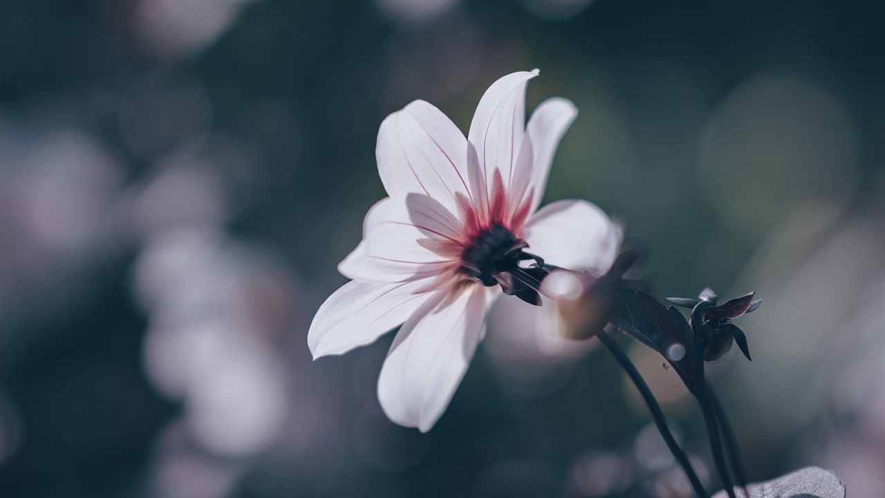 Wallpaper flower, bloom, blur, field