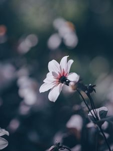 Preview wallpaper flower, bloom, blur, field