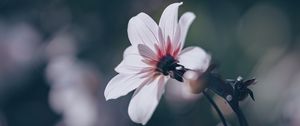 Preview wallpaper flower, bloom, blur, field