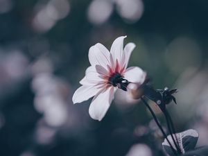Preview wallpaper flower, bloom, blur, field