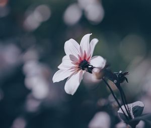 Preview wallpaper flower, bloom, blur, field
