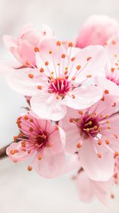 Preview wallpaper flower, bloom, branch, pink