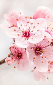 Preview wallpaper flower, bloom, branch, pink