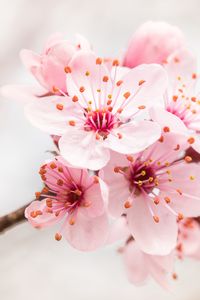Preview wallpaper flower, bloom, branch, pink