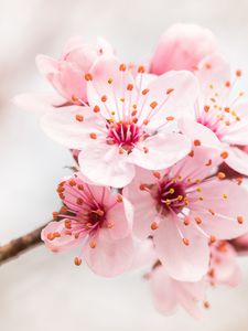 Preview wallpaper flower, bloom, branch, pink