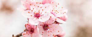 Preview wallpaper flower, bloom, branch, pink
