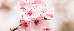 Preview wallpaper flower, bloom, branch, pink
