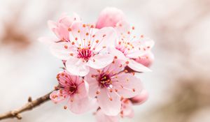 Preview wallpaper flower, bloom, branch, pink