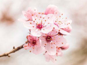 Preview wallpaper flower, bloom, branch, pink
