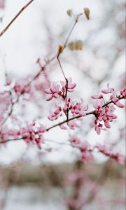 Preview wallpaper flower, bloom, branch, spring, pink