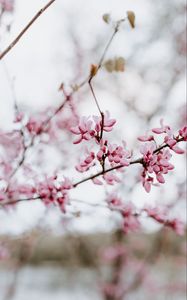 Preview wallpaper flower, bloom, branch, spring, pink