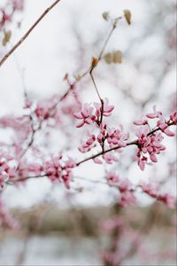 Preview wallpaper flower, bloom, branch, spring, pink