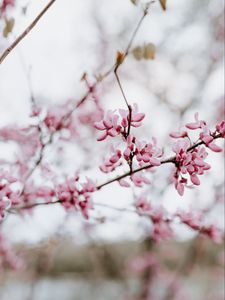 Preview wallpaper flower, bloom, branch, spring, pink