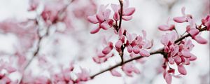 Preview wallpaper flower, bloom, branch, spring, pink