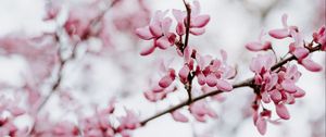 Preview wallpaper flower, bloom, branch, spring, pink