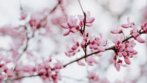 Preview wallpaper flower, bloom, branch, spring, pink