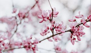 Preview wallpaper flower, bloom, branch, spring, pink