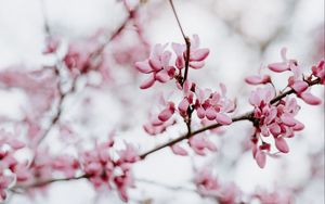 Preview wallpaper flower, bloom, branch, spring, pink