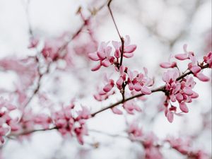 Preview wallpaper flower, bloom, branch, spring, pink