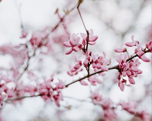 Preview wallpaper flower, bloom, branch, spring, pink