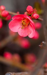 Preview wallpaper flower, bloom, bush, buds