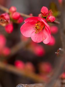 Preview wallpaper flower, bloom, bush, buds