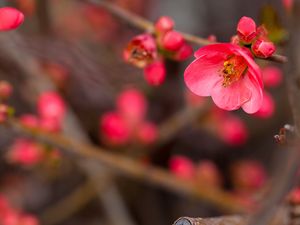 Preview wallpaper flower, bloom, bush, buds