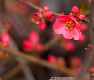 Preview wallpaper flower, bloom, bush, buds