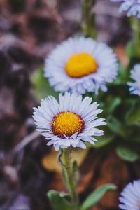 Preview wallpaper flower, bloom, closeup, plant, macro