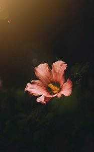 Preview wallpaper flower, bloom, dark, macro