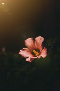 Preview wallpaper flower, bloom, dark, macro