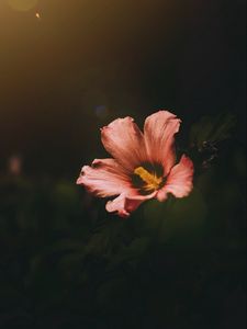 Preview wallpaper flower, bloom, dark, macro
