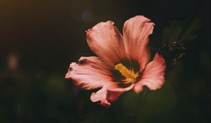 Preview wallpaper flower, bloom, dark, macro
