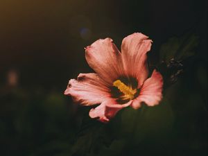 Preview wallpaper flower, bloom, dark, macro