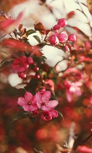 Preview wallpaper flower, bloom, gardens, pink