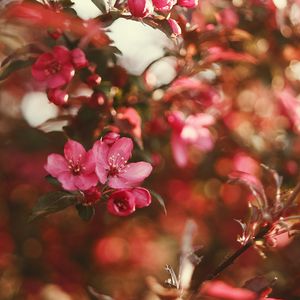 Preview wallpaper flower, bloom, gardens, pink