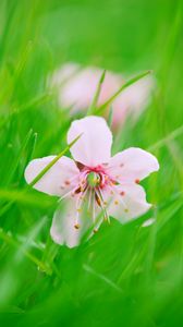 Preview wallpaper flower, bloom, grass, blur