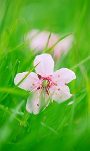 Preview wallpaper flower, bloom, grass, blur